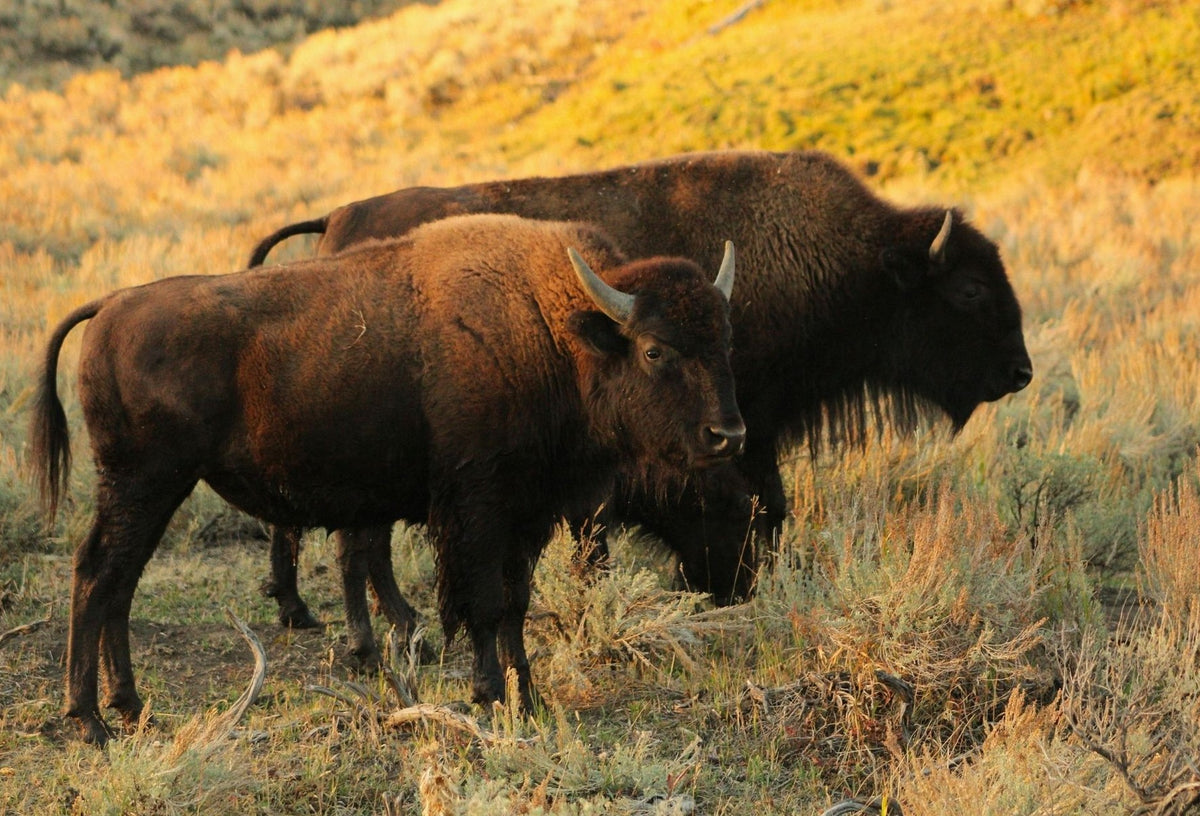 Photo of two American bison grazing in golden light on a sagebrush hillside